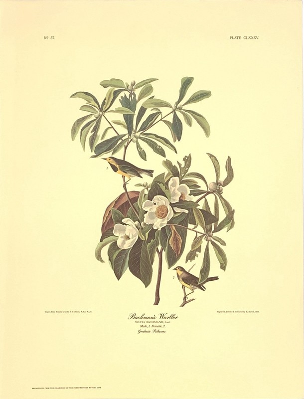 Audubon Birds Bachman’s Warbler Print No. 34 Plate CLXXXV 12”x 16”