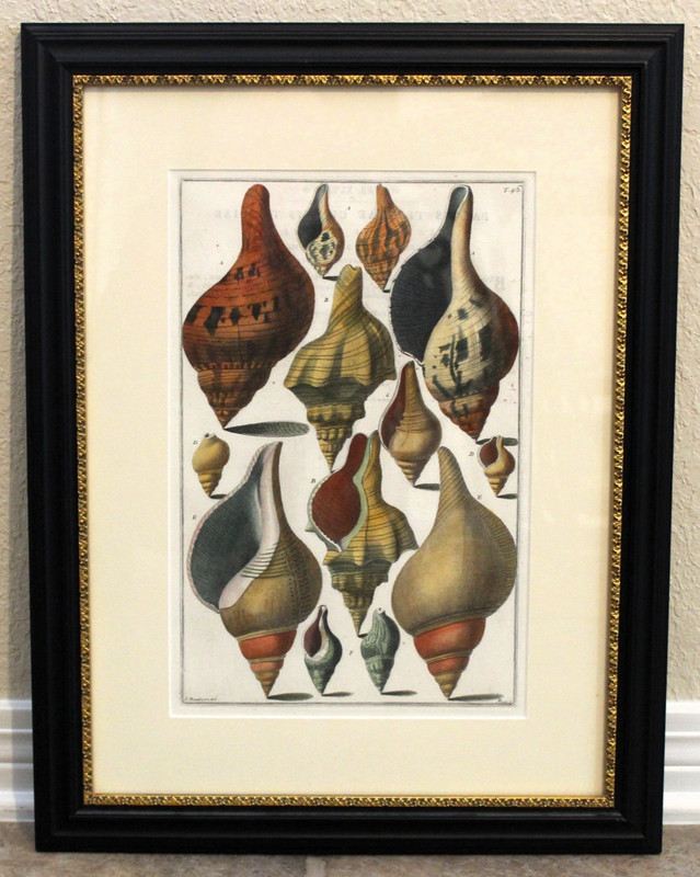 Original 1742 Italian Shells Conchology Print Framed Tavola 46 Menabuoni - Pazzi gallery