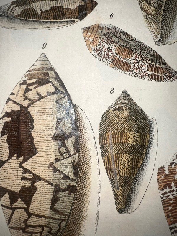 C 1837 Martini Hand Colored Engraving Cone Shells Systematisches Conchylien #7