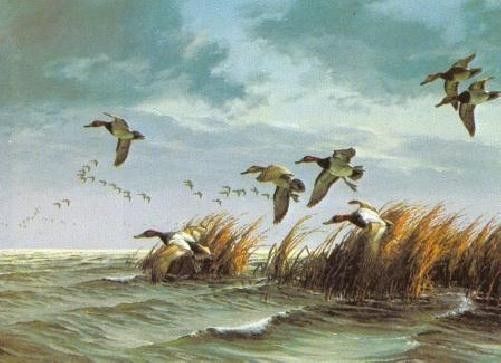 David Maass Canvasbacks In Autumn – Ducks