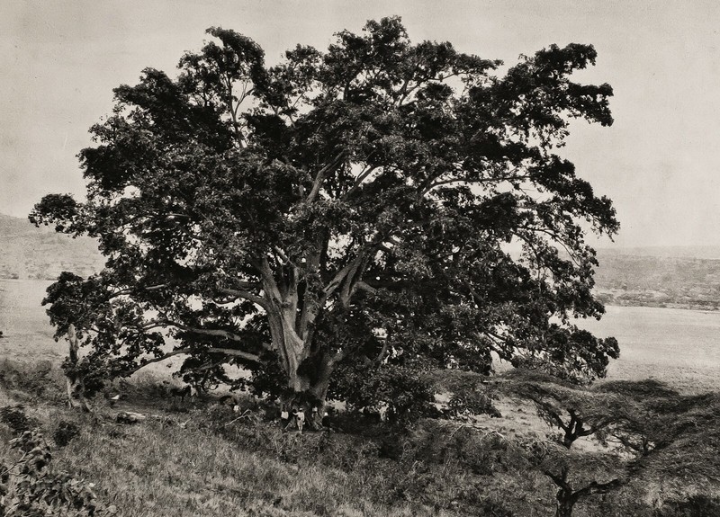 1920s Original AFRICA Sycamore Fig Tree By BIEBER Abyssinia Ethiopia Photo Art