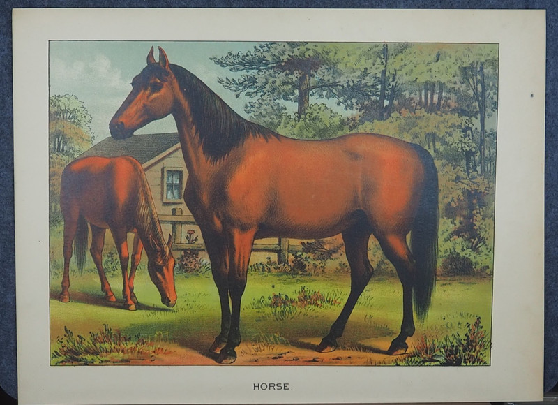 Horses Antique Equine Art Print Lithograph 1881