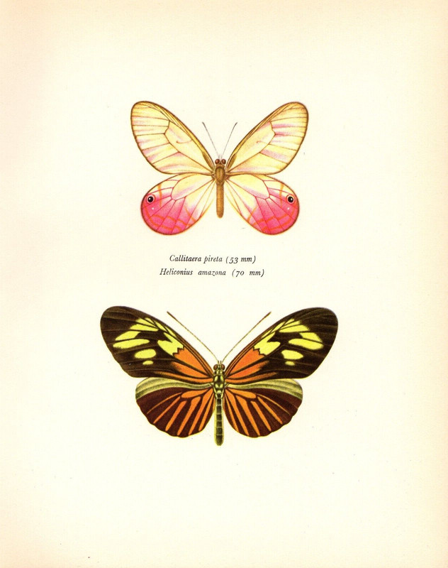 1963 Vintage PROCHAZKA BUTTERFLY «CRAMER & STAUDINGER» COLOR offset Lithograph