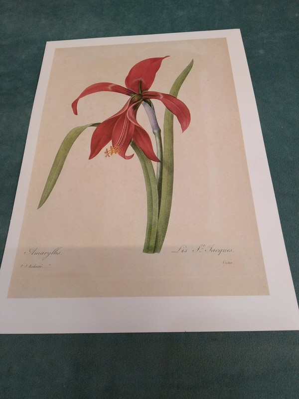 P J REDOUTE BOTANICAL PRINT -Vintage Botanical Book Plate 2 pack gallery