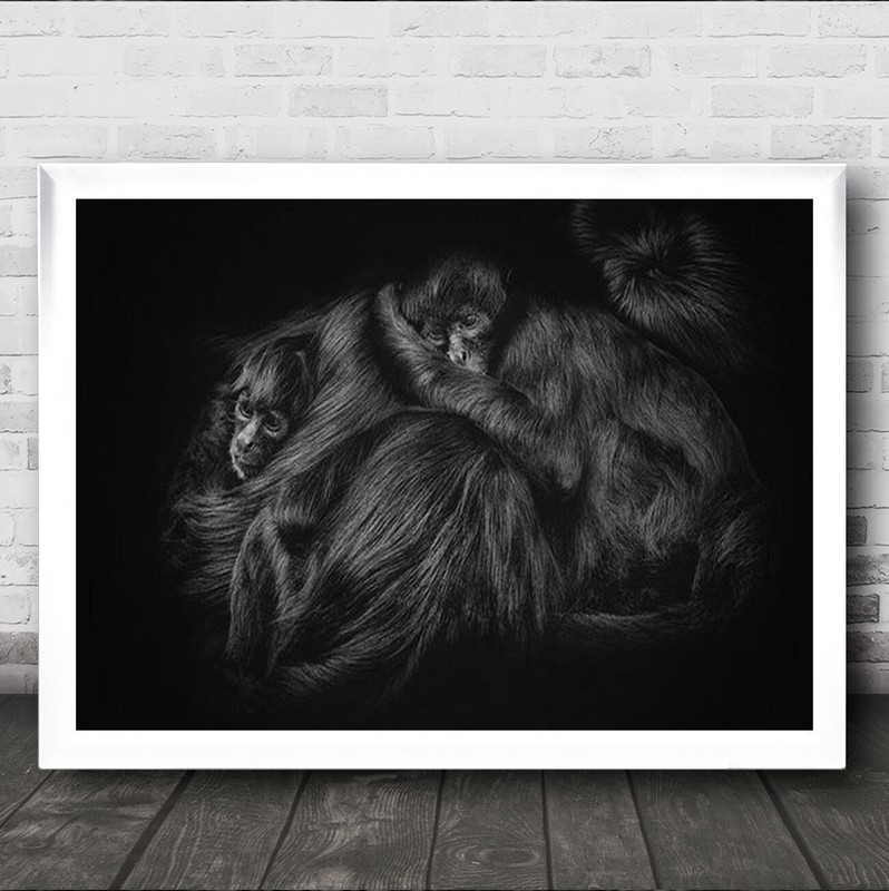Spider Monkeys Monkey Animal Ape Apes Wall Art Print