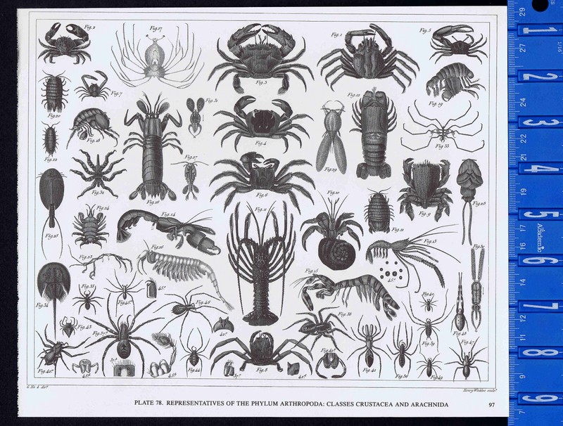 Spiders, Lobsters, Insects, Crustacea, Arachnida, Lepidoptera -Heck ZOOLOGY