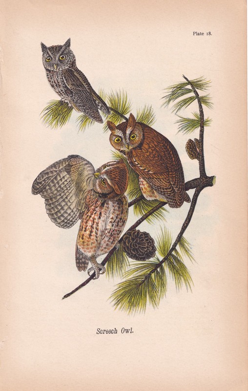 1890 Antique Bird Lithograph SCREECH OWL
