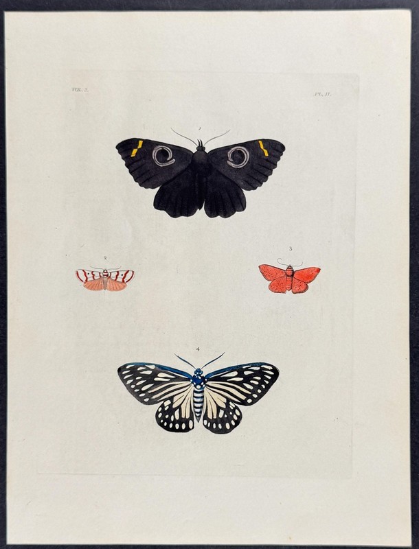 Drury 1837 Antique handcolored print: Moths & Butteflies, Exotic Entomology 4