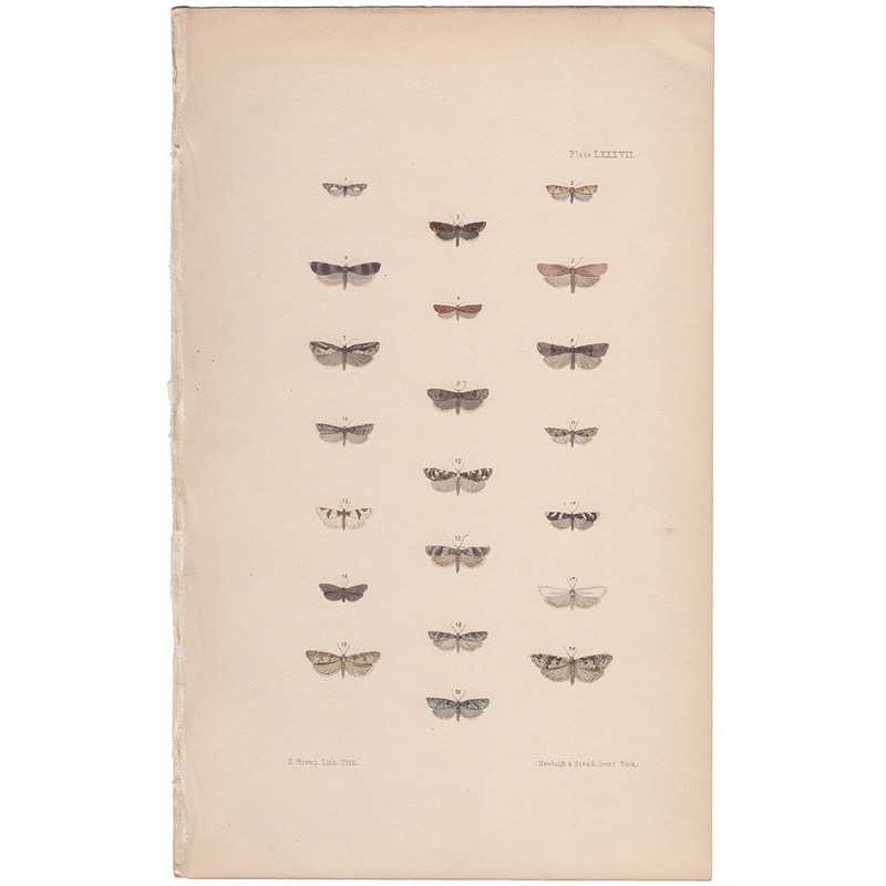 Morris 1872 antique moth print hand-colored lithograph 87 Nut Bud Moth