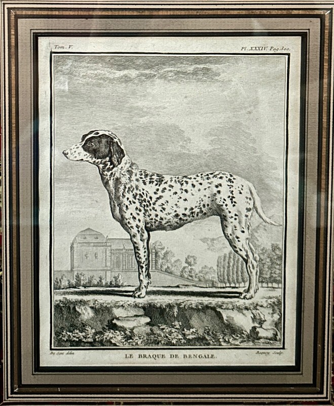 6 Antique French Jacques de Seve (1742- 1788) Naturalist Dog Etchings/Engraving gallery