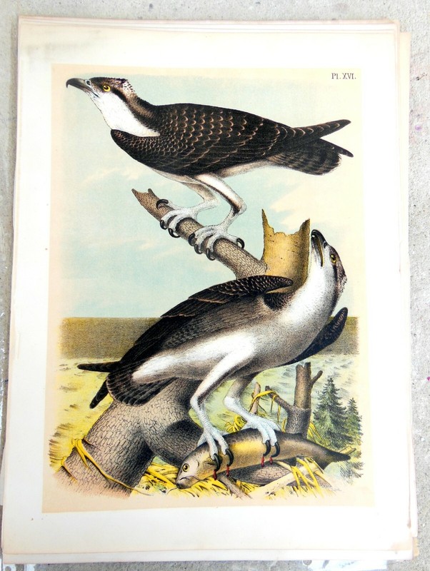 Theodore Jasper 10 Rare Original Color litho’s The Birds Of North America, 1878.