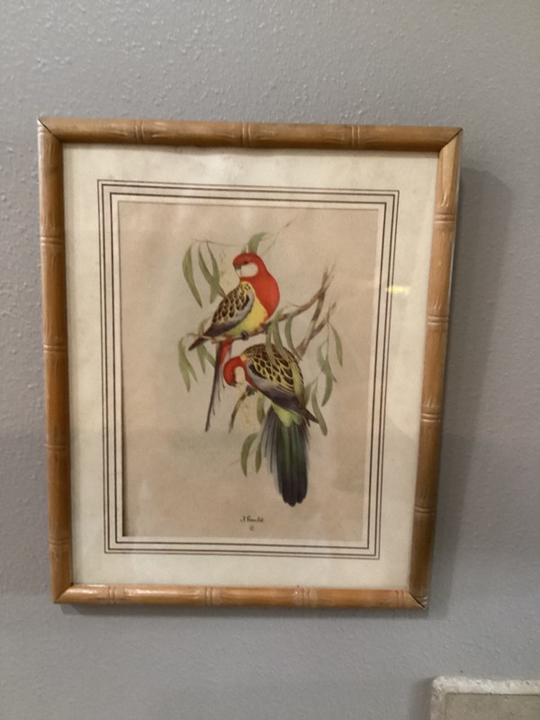 Vintage bamboo reliance Framed J. Gould Exotic Bird Print Birds 8 x 10