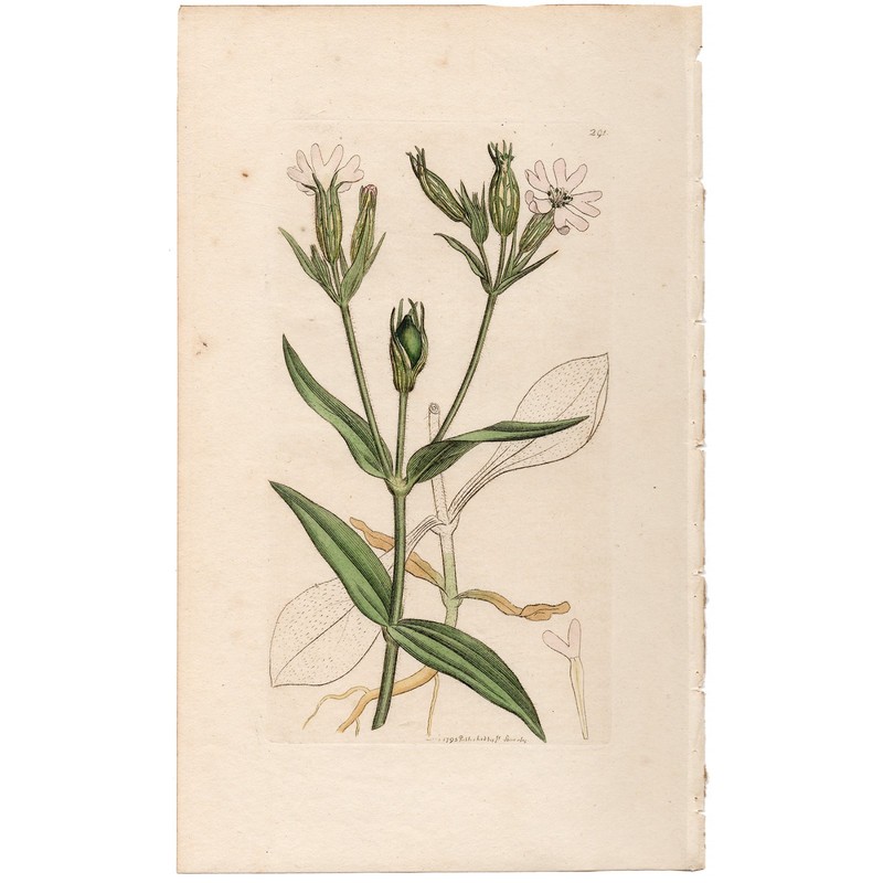 Antique 1796 Sowerby English Botany handcolored engraving 291 Night Catchfly