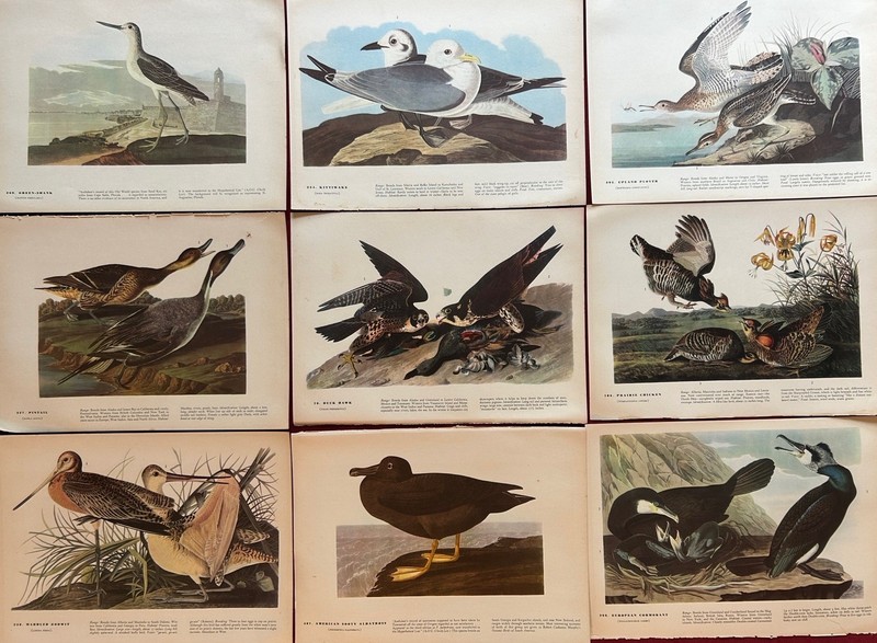 Vintage 1827 James Audubon Birds of America Book Plates 12 x 9 in, Lot of 9