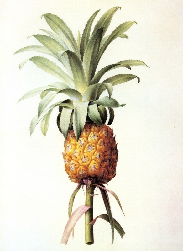 Pineapple, Redoute botanical print, 1986 offset lithograph gallery