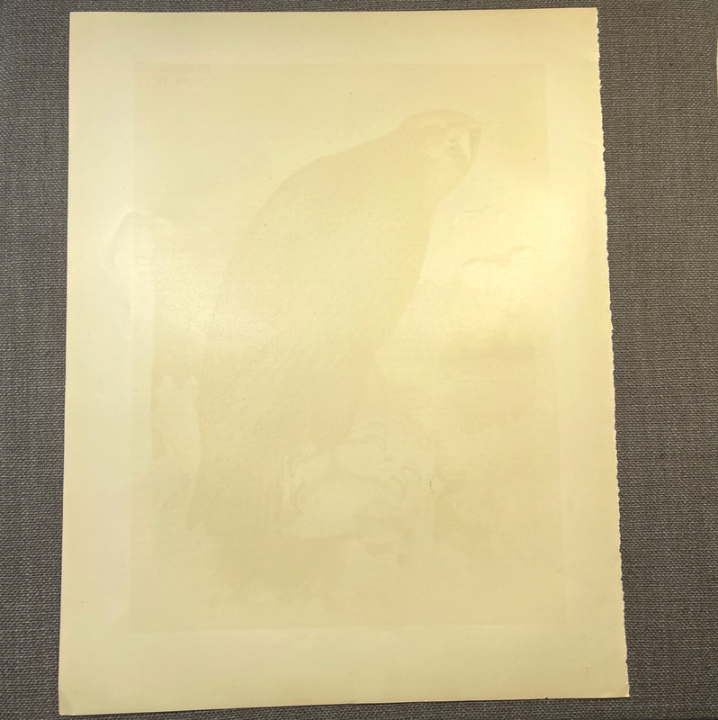 1878 Studer Chromolithograph Sea Eagle Antique Zoological Bird Illustration gallery
