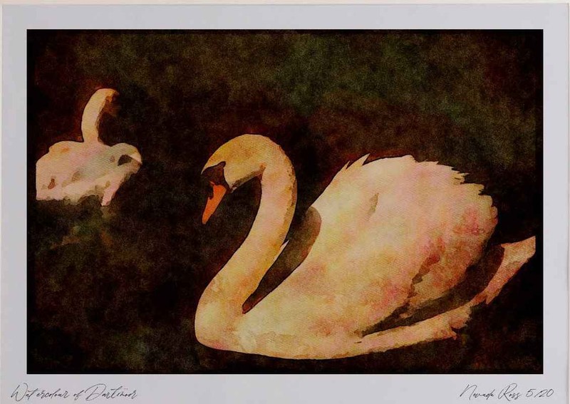043078 Mute Swan Watercolour Picture Ltd Ed A3