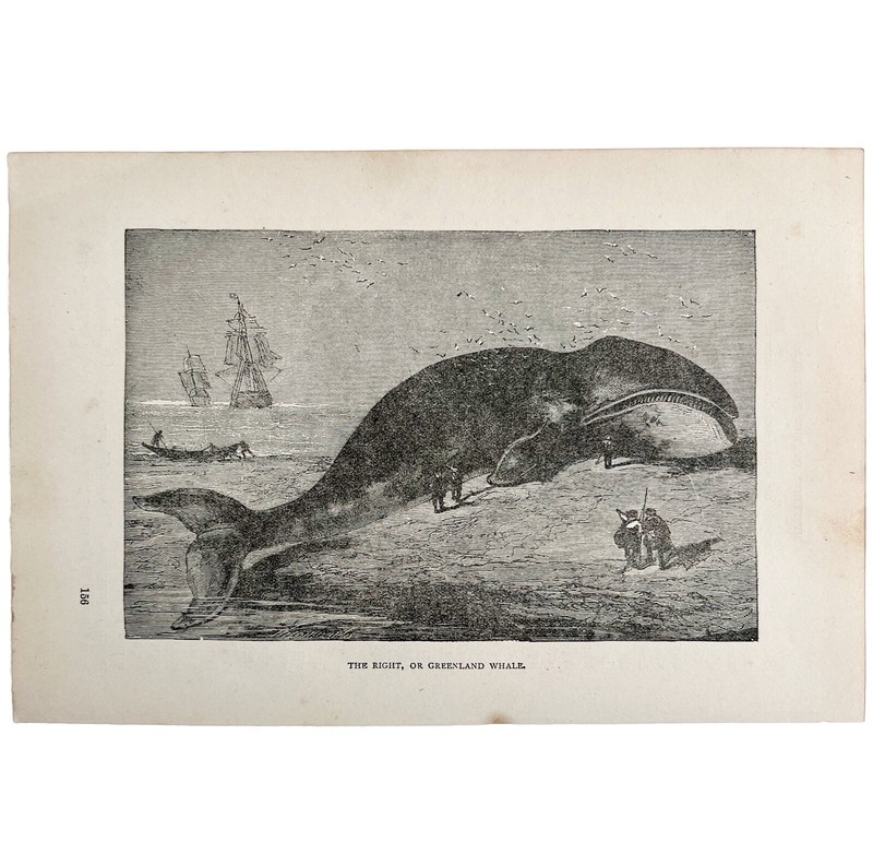 Right Greenland Whale Boat Wood Engraving 1887 Victorian Hunting Art DWEE20 gallery