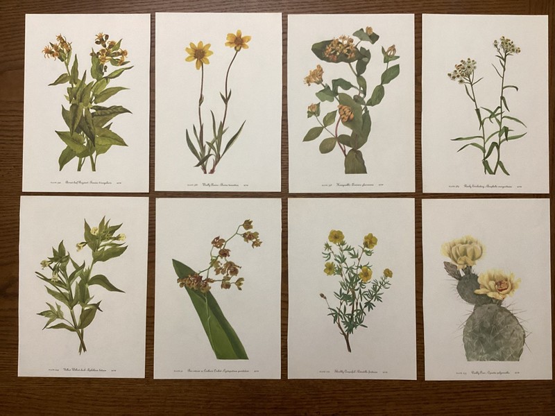 Vintage MCM 1953 Mary Walcott YELLOW Botanical Flower Prints lot of 8 A