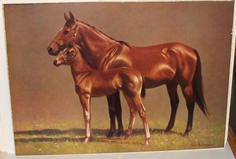CW ANDERSON TWO BROWN MARE AND FOAL HORSES COLOR PRINT