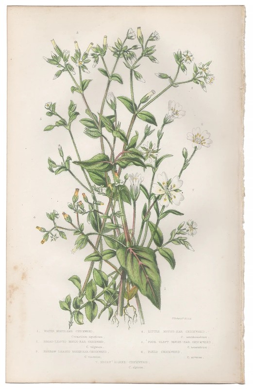 Antique 1860 Anne Pratt botanical print Flowering Plants 44 Chickweed