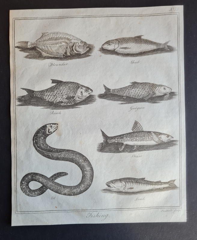 Antique 1792 print – Fishing – Angling – Chub – Roach – Charr – Eel – Gudgeon