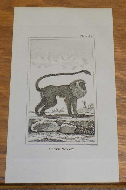 c1800 Antique Print of Types of Apes & Monkey’s///MANED MONKEY
