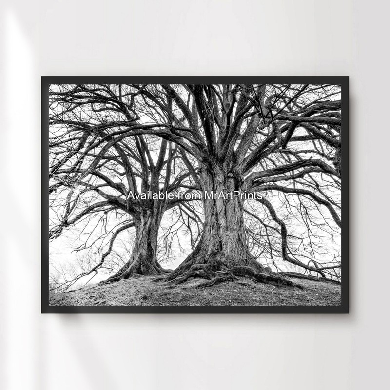 Black White Winter Trees Art Print Poster Wall Picture A4 A3 A2 A1 XL Big Large