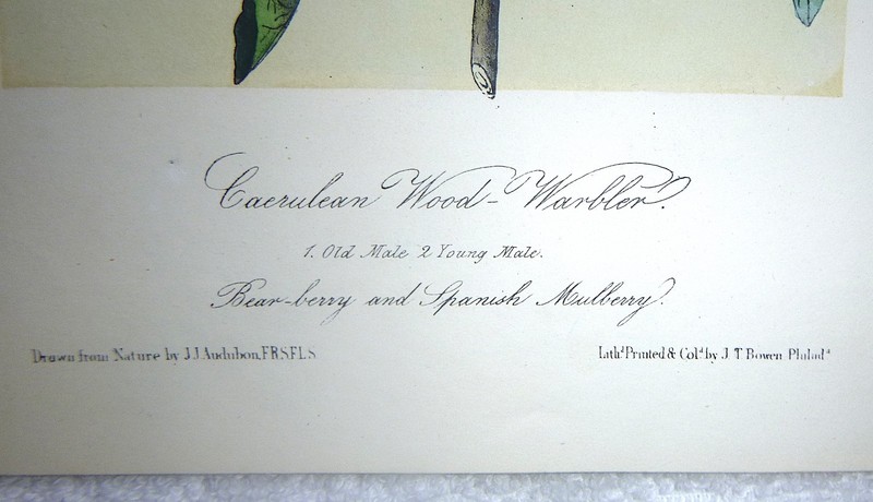 Audubon 3rd ed Octavo CERULEAN WOOD WARBLER Birds of America 1859 original gallery