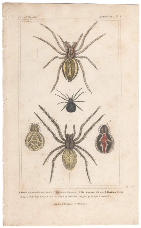 Cuvier Animal Kingdom antique engraving 1837 Insect print 9 Spider