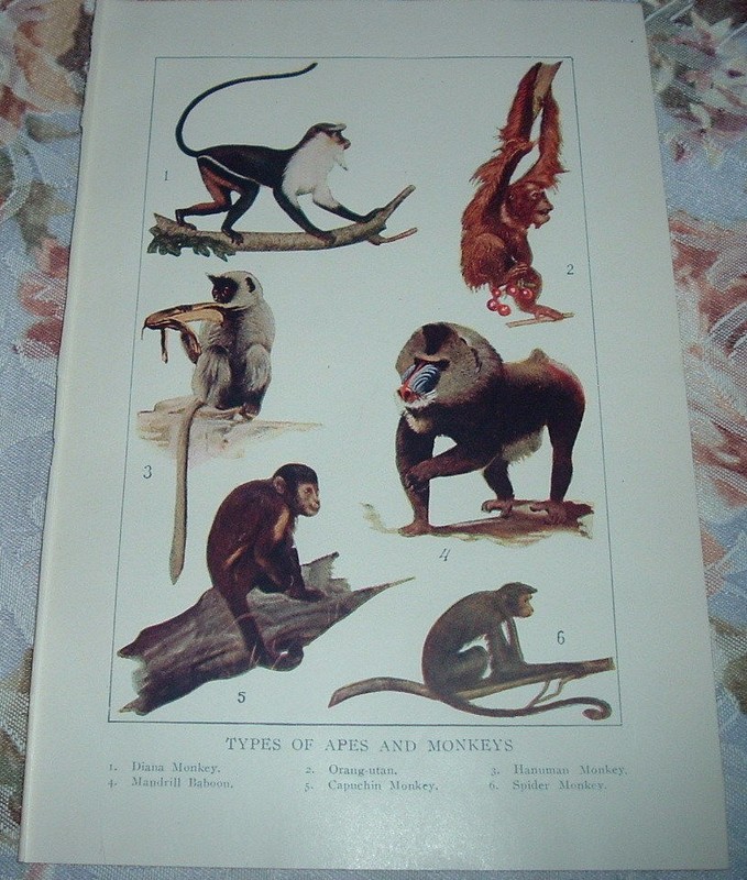 1919 TYPES APES & MONKEYS Diana Orangutan Hanuman Mandrill Spider Color Print