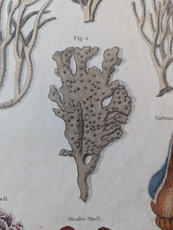 Antique c1815 Natural HistoryPrint Hand Coloured Engraving Sea Creature Sponge gallery