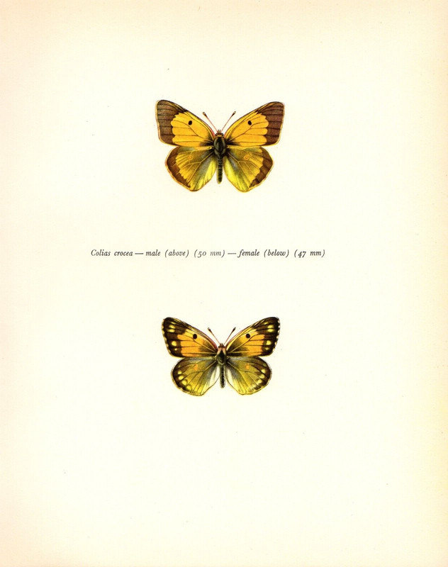1963 Vintage PROCHAZKA BUTTERFLY «CLOUDED YELLOW COLIAS» COLOR offset Lithograph