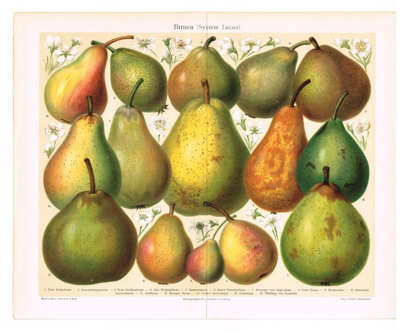 PEARS Pyrus Antique Print 1890 Original Lithography 19 century Kitchen Wall Art