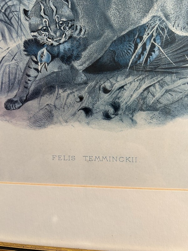 Asian Golden Cat (felis Temminckii), 1878 lithograph Joseph Wolf 16x19 gallery