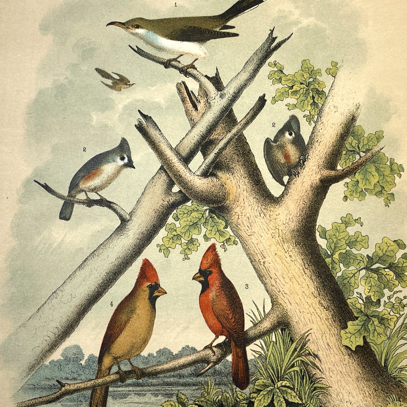 1878 Studer Chromolithograph Songbirds Antique Zoological Bird Illustration gallery