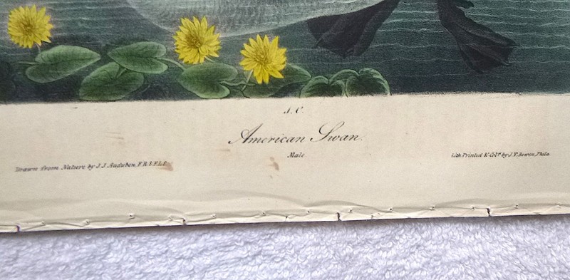 Audubon 1st ed Octavo AMERICAN SWAN Birds of America 1840 original lithograph gallery