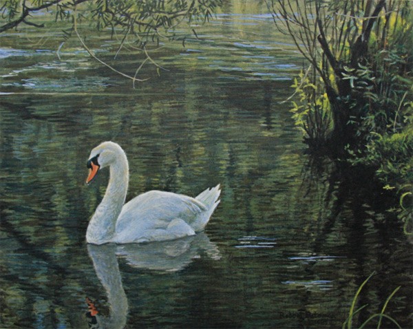 Robert Bateman Sylvan Stream – Mute Swans