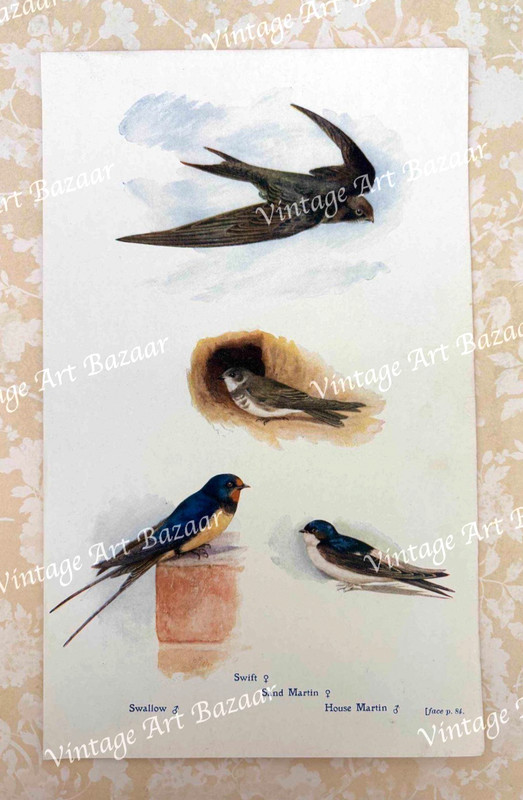 Swallow Swift House Martin Bird Species by William Foster 1909 antique art print