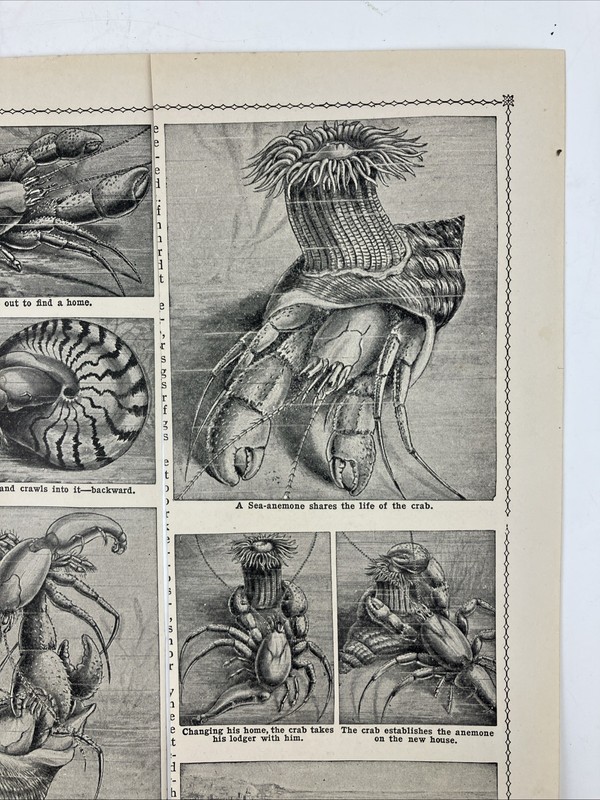 Set 2 Vintage 1935 HERMIT CRAB and SEA SHELLS Art Prints Anemone 3.5x7.5" gallery