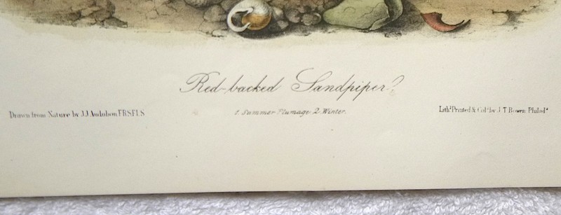 Audubon 3rd ed Octavo RED BACKED SANDPIPER 1859 original plate 332 gallery