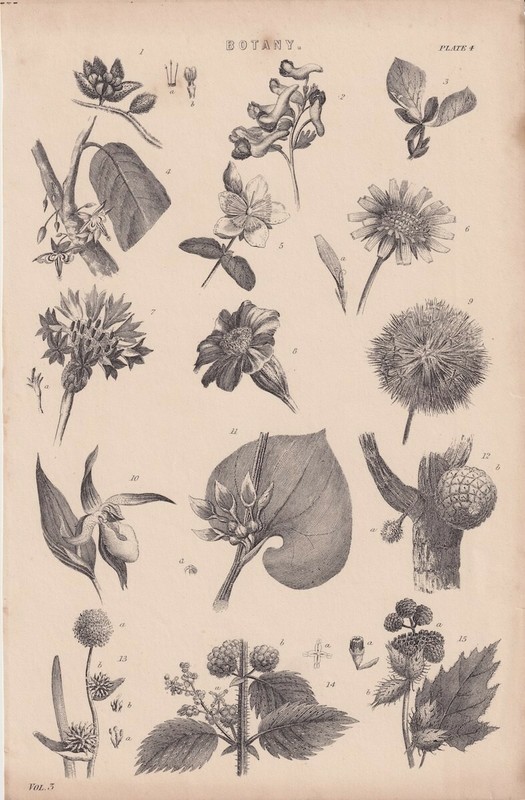 Antique Print, Botany, 1880, 16.1 x 24.5 cm.We Sell Guaranteed Absolutely….