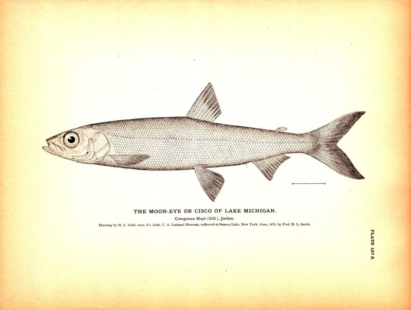 «THE MOON-EYE OR CISCO OF LAKE MICHIGAN» SENECA LAKE, NY Antique engraving 1884