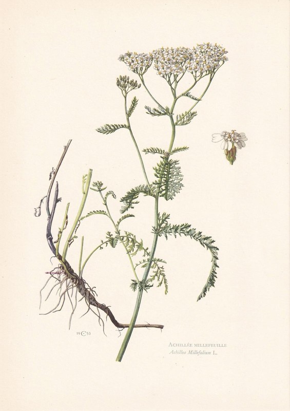 1960 YARROW Print – Botanical Wall Art – Plant Print – 7.5 x 10.6 Inches