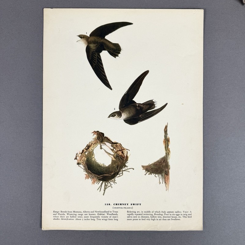 Vintage Bird Print Lot | 10 Audubon Style Plates Passenger Pigeon Crane gallery