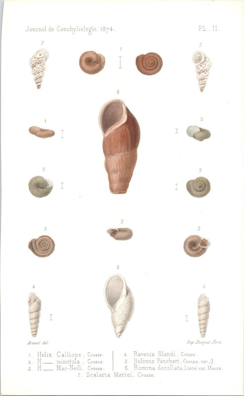 Original 1874 Antique Hand-Colored Print – Various Sea Shells