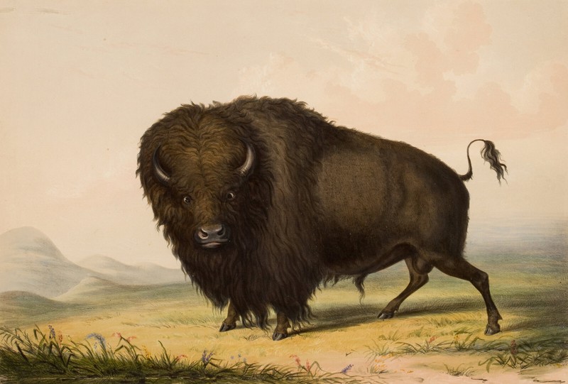 George Catlin – Buffalo Bull Grazing Prairies (1844) – 17″ x 22″ Fine Art Print