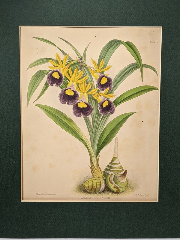 1887 Antique Orchid Chromolithograph by J. Nugent Fitch «Galeandra Baueri»