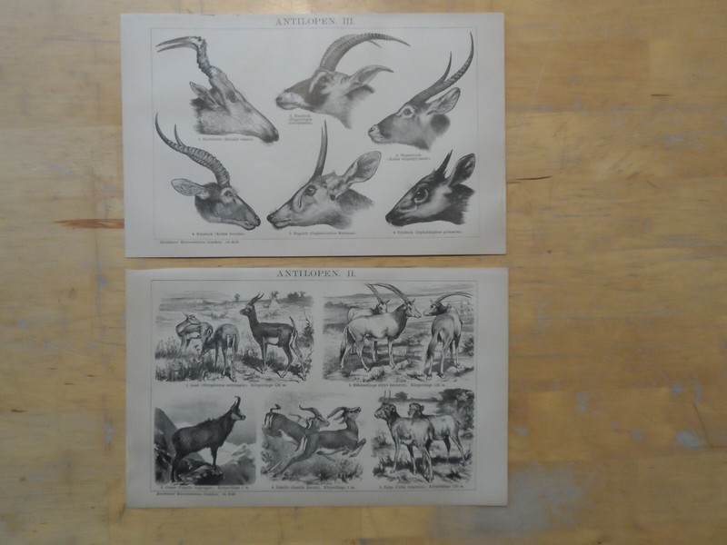 Orig.(1893) Holzstich Antilopen I-III Sassi Säbelantilope Gazelle Gämse (B13)
