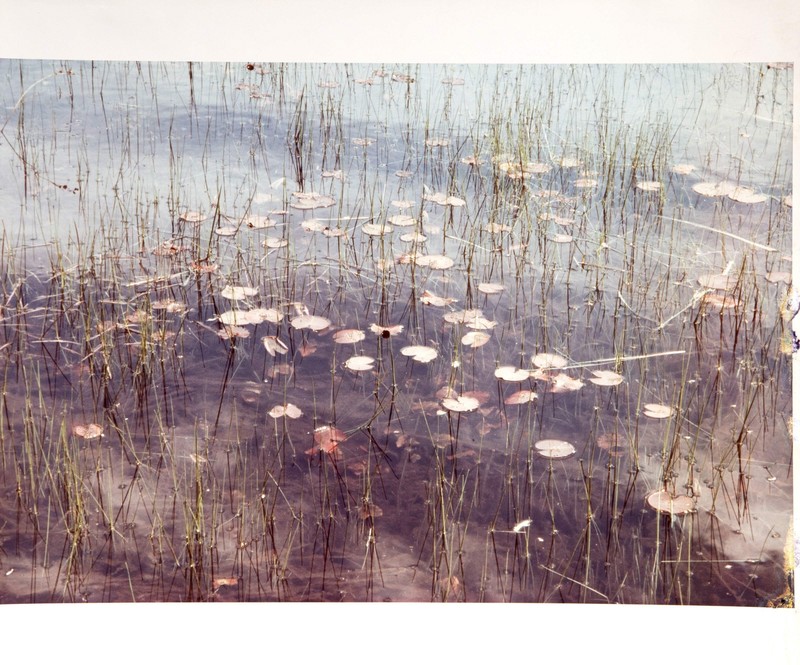 Richard Earl Thompson, Lily Pads, Chromogenic Print